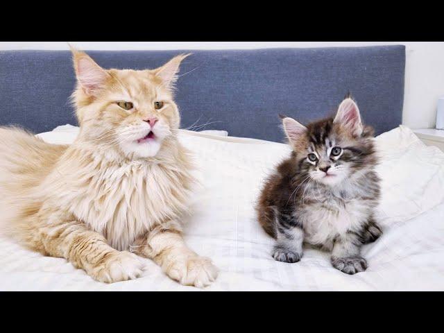 Little Kittens Meet Big Uncle Buster for the First Time!