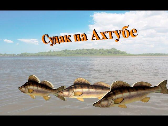 Русская Рыбалка 3.99 (Russian Fishing) Судак на Ахтубе