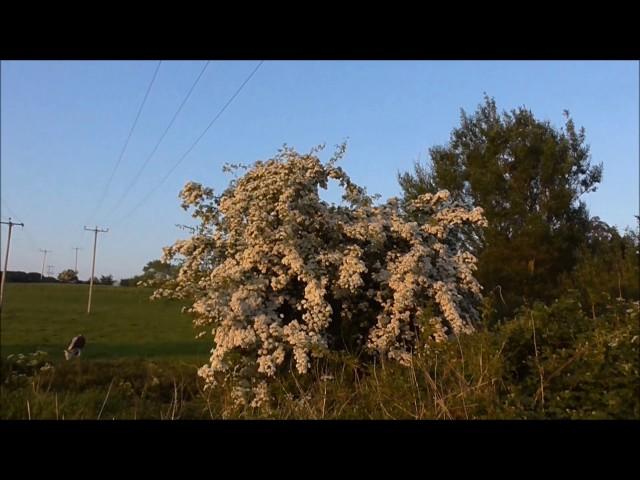 Beautiful White May Hawthorn Blossom, Gransha, Dundonald