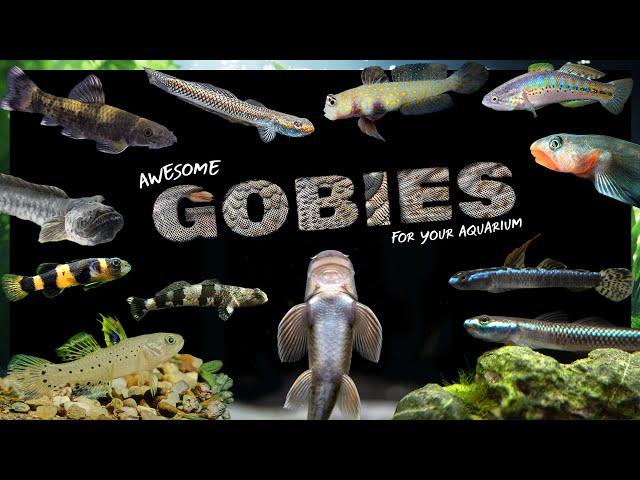 Best Freshwater Gobies for your Fish Tank | Find The Perfect Goby for Your Aquarium!