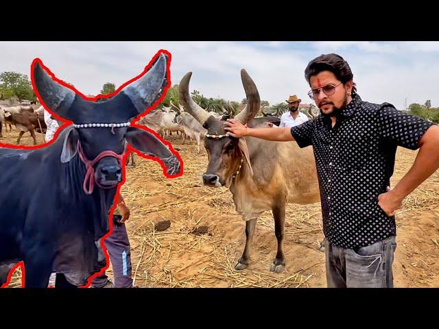 कांकरेज नश्ल की गौमाता लेके आजाये क्या? #baawalechorevlogs #kankarejcows #kankarej #cowvlog