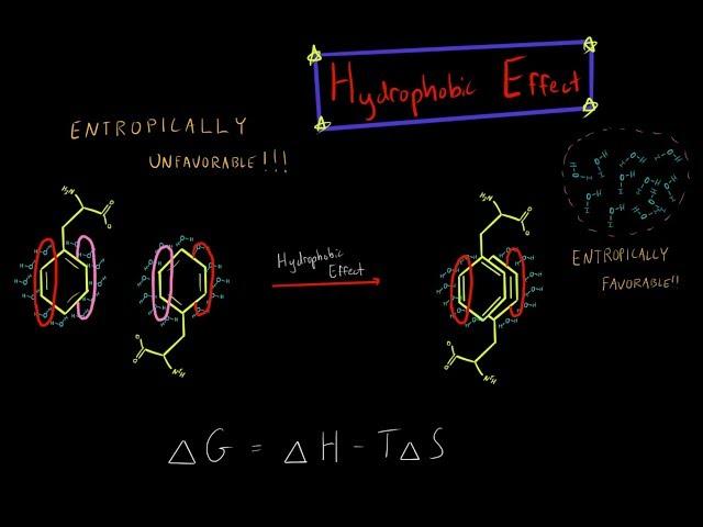 The Hydrophobic Effect and Entropy Biochemistry MADE SUPER SIMPLE!