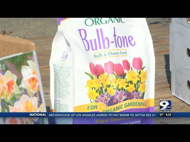 In the Garden: planting bulbs for spring garden