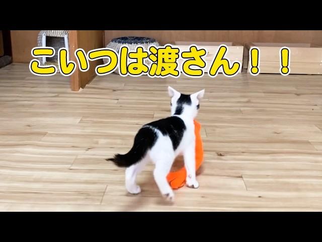 【爆笑】靴下を奪い逃げ回る子猫