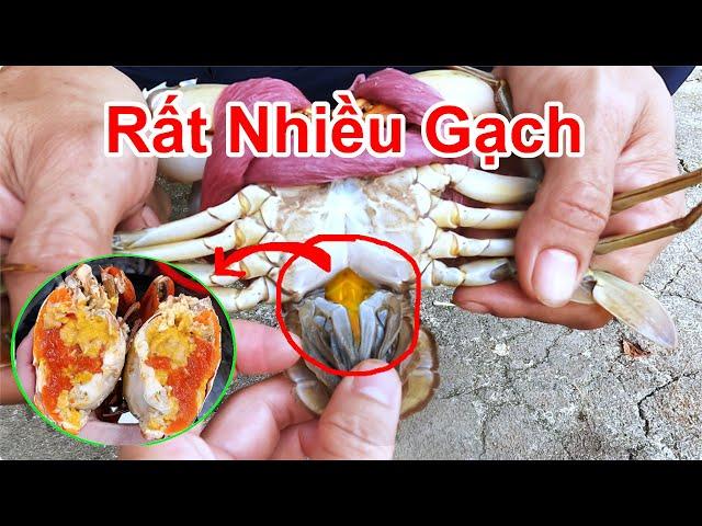 Chỉ Cần Nhìn Vào Yếm Cua , Bạn Sẽ Biết Con Nào Có Nhiều Gạch / Cách Lựa Cua Biển Rất Nhiều Gạch