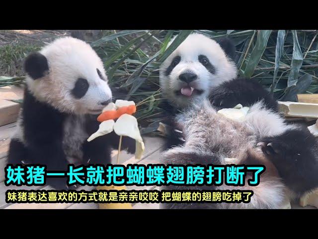 12月13日 第一视角看妹猪吃蝴蝶，一巴掌就把翅膀扒拉断了#cutepandastatus  #大熊猫妹猪 #大熊猫萌萌