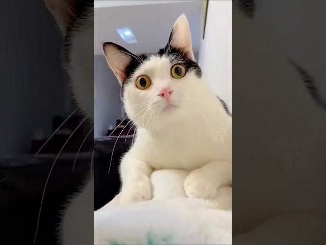 Funny Cats#shorts#trending@zeetv@starplus@KidsDianaShow@VladandNiki@tseries