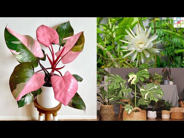 10 Most Expensive Houseplants in the World