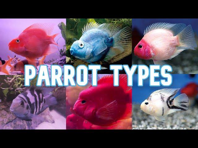 Parrot Cichlids | 15 Types To Know