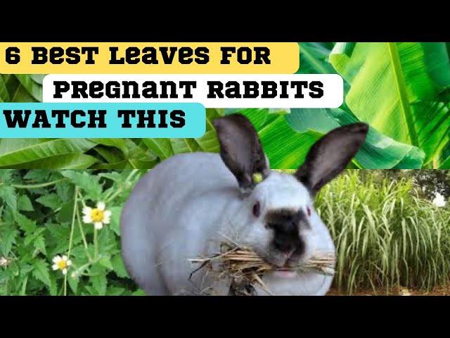 6 leaves for pregnant rabbits