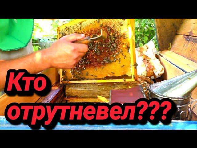 Как понять кто отрутневел МАТКА ИЛИ ПЧЁЛЫ?