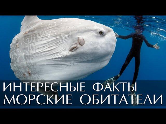 Интересные факты о Морских Обитателях