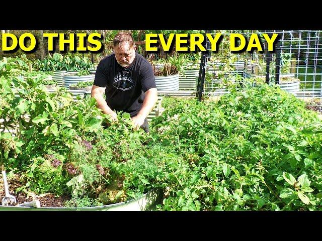 5 Tasks You Should Do EVERY DAY in the Veggie Garden