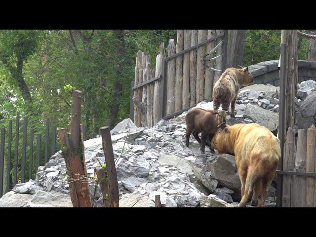 Малыш золотистых такинов бодается с папой. 07.08.2024