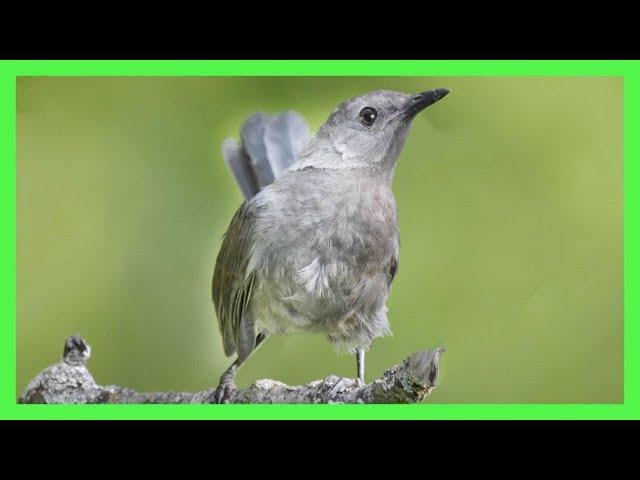 Gray Catbird Song! Call! Gray Sound! Singing! - Pájaro Gato Canto - Dumetella Carolinensis