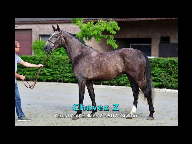 Chavez Z ( Cicero Z x Chellano Z ) - 2017 - Stallion