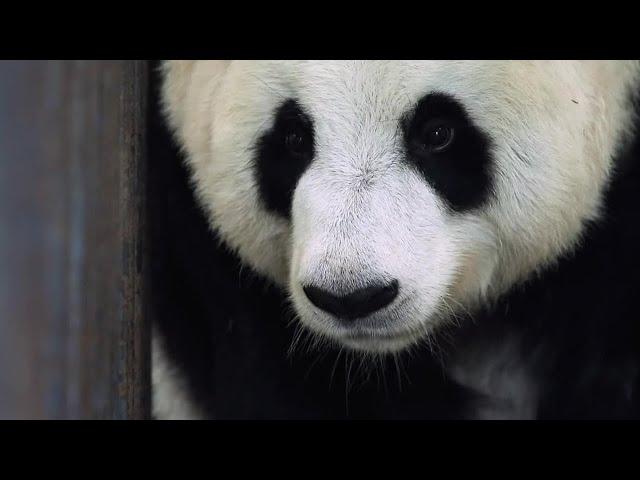 Panda Love Life and Pregnancy | Panda Babies | BBC Earth