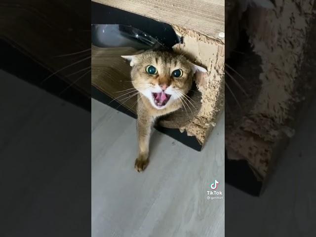 ANGRY CATS