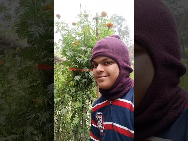 Bristir jono sob tree nosto hoye gyelo #village#villagelife#daylivlog #lifestyle