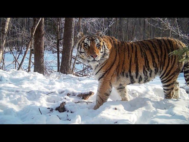 Incredible Russian wildlife! The rarest big cats and other beautiful mammals!