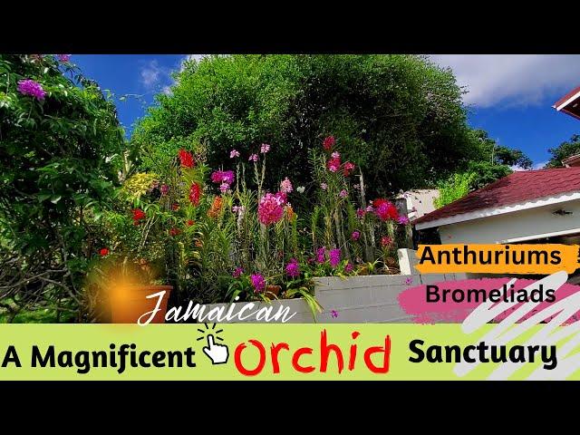 An incredible, lush and bountiful Orchid garden that will Excite and WOW you