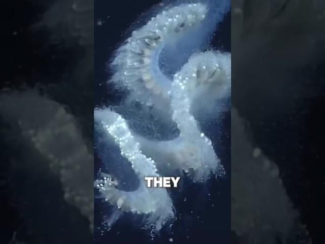#very dander animals#cute but kill the person#short