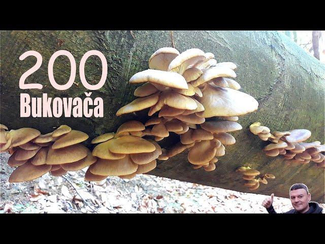 Bukovače - 200 Komada na jednom stablu