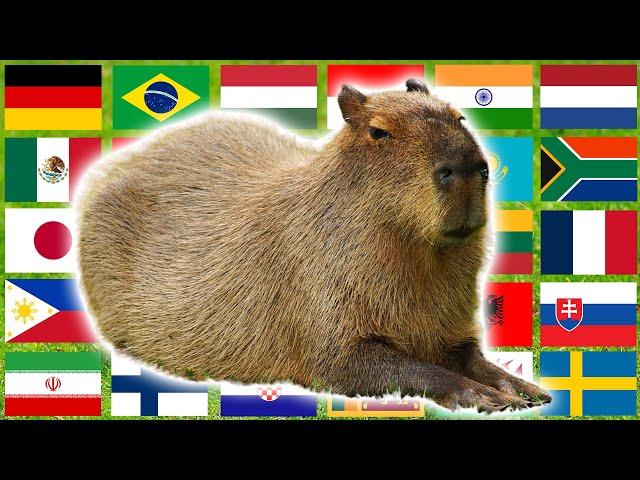 Capybara in 70 Languages Meme