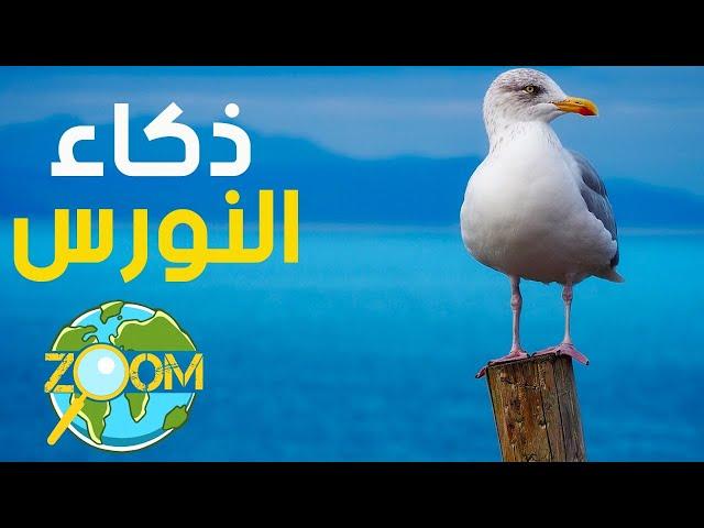 معلومات عن طيور النورس الذكية | عالم الحيوان