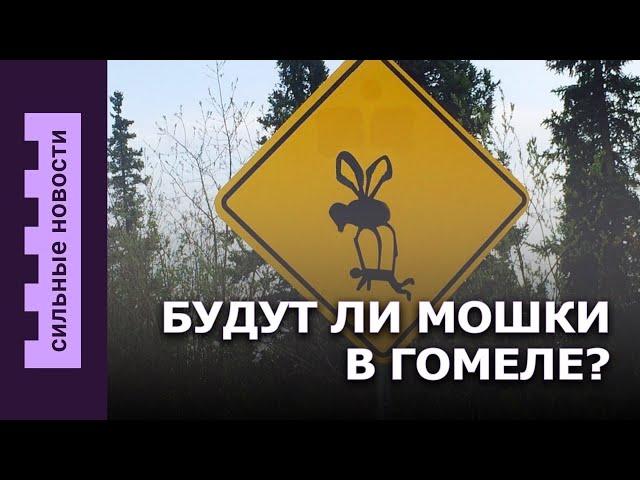 Будут ли мошки в Гомеле / Отпуск для отцов новорожденных / Коррупция на БелЖД