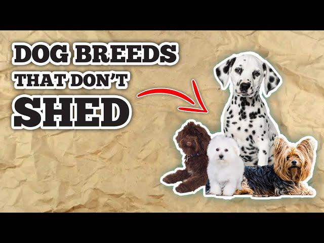 10 Dogs That Dont Shed: Non Shedding Dog Breeds