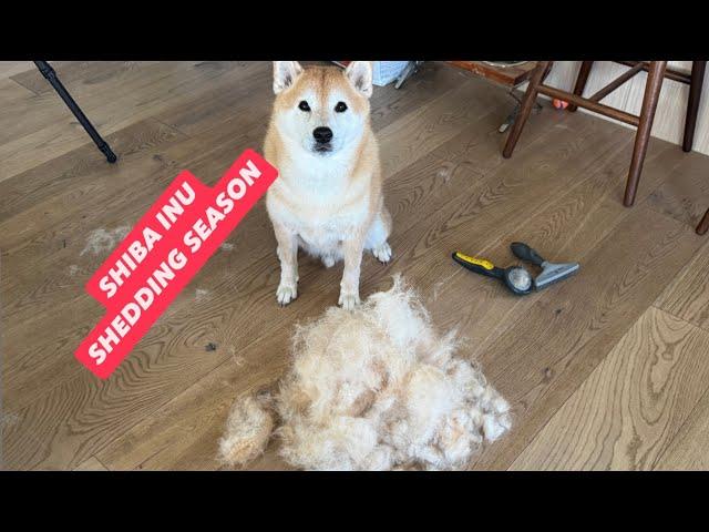 My Cute Shiba Inu Can’t Possibly Shed This Much!