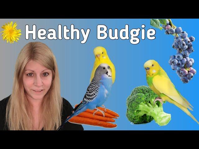 Feeding Budgies For Optimal Health