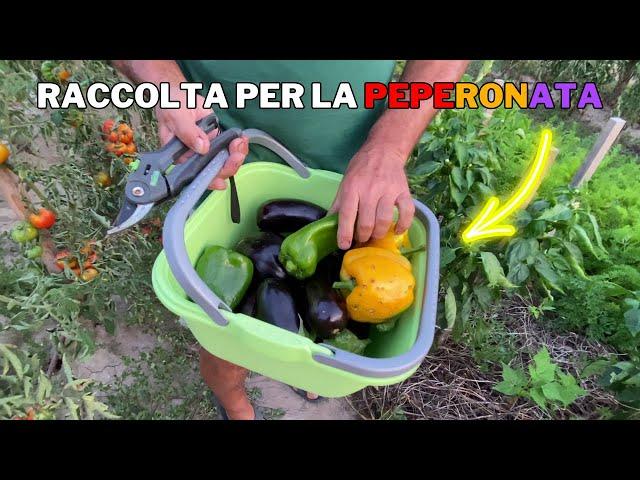 RACCOLGO gli ORTAGGI per fare la PEPERONATA!