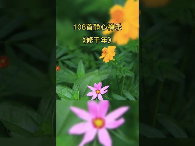 #静心禅语 #佛语禅音 #静心禅韵 #禅悟人生