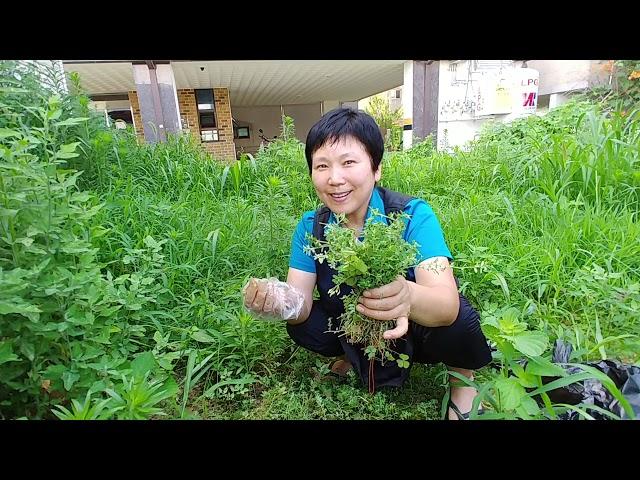 비단풀 효능 암세포 집중공격 전문가들도 깜짝 놀랄만한 효능들을 가지고 있다 진천산골맛집 자연이 내몸을 살린다043)536 9509