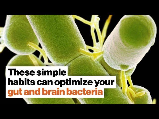 How to optimize your gut and brain bacteria | Dave Asprey | Big Think