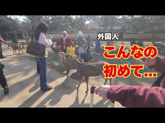 【奈良公園】こんなの初めて... 鹿を見た外国人観光客の反応
