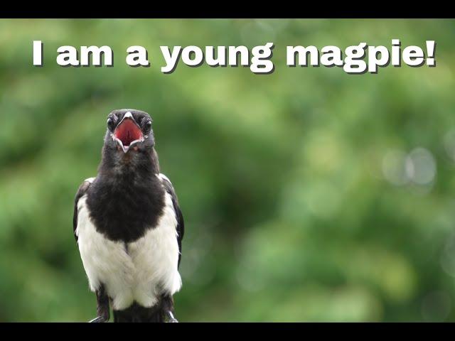 A beautiful young magpie: Birds, Nature, Bird sounds @NaturesFairy