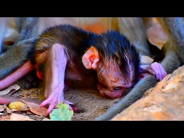 Very adorable baby monkey truly training hard to walk well | Serene Natural Wildlife