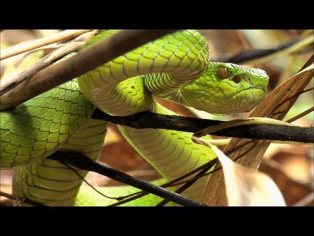 Beneath the Canopy: The Forests of Thailand