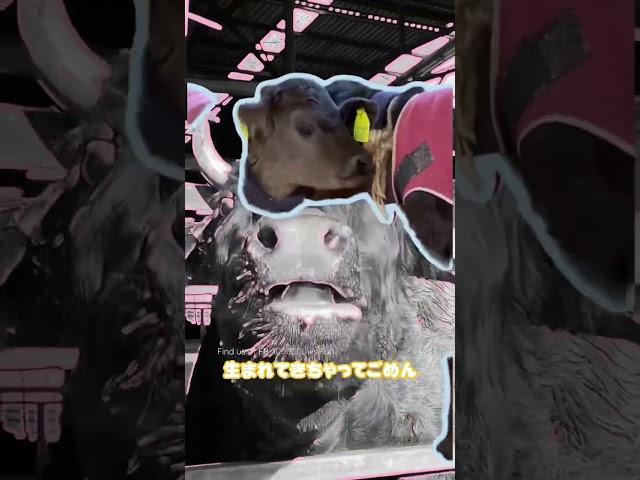 Cute cows collection #cows #cattle #dairy #dairyfarming #牛 #おもしろい動物