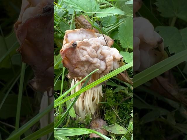 Кто знает что это за грибы такие странные?? Зажигалочка спрашивает! #грибы #латвия #зажигалочка