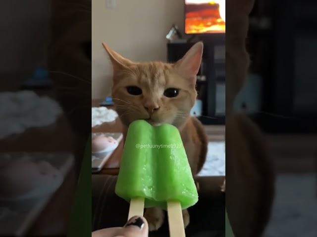 Funny Moments #funnycat #catlover #funny #cat #cats #pets #funnypets