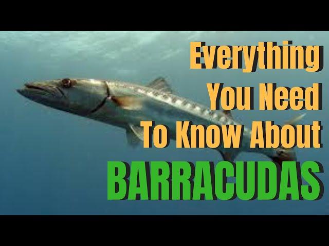 Everything you need to know about BARRACUDAS