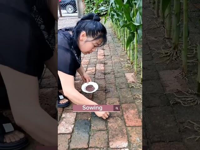 How To Turn  Brick Yard To A Vegetable Garden #satisfying #shot