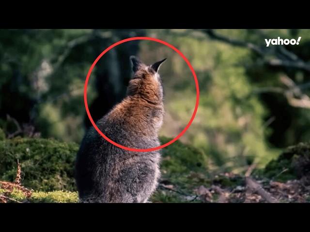 Moment native Aussie animal spotted 15,000km from home | Yahoo Australia