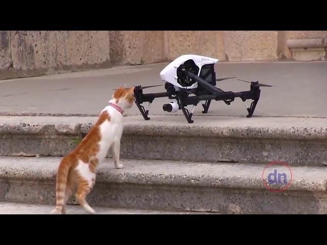 DRONE CRASH COMPILATION WITH ANIMALS