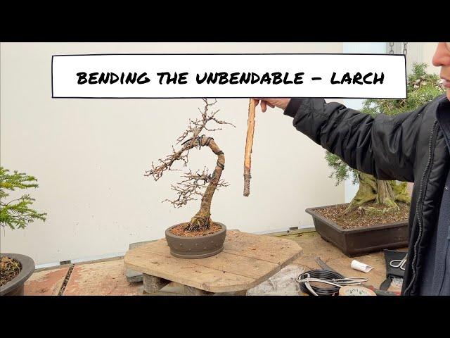 Bending the Unbendable - Experiment with a Larch