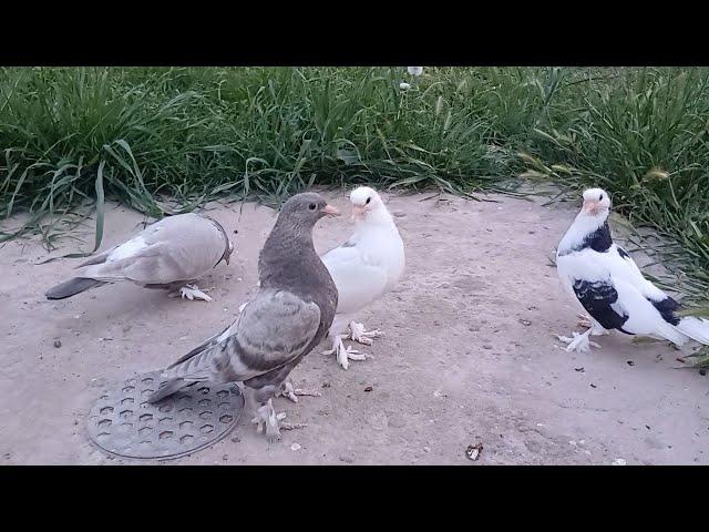 Новая Кровь на это год 2024г,Ракета-Кызыма Турецкая Такла Pigeons!!!